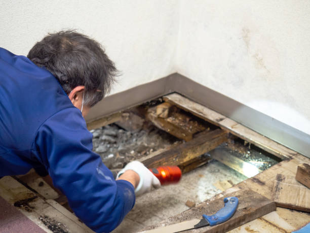 Best Preventive Mold Services in New California, OH