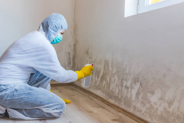 Best Post-Flood Mold Remediation in New California, OH