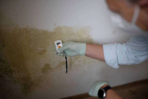 Best HVAC Mold Remediation in New California, OH