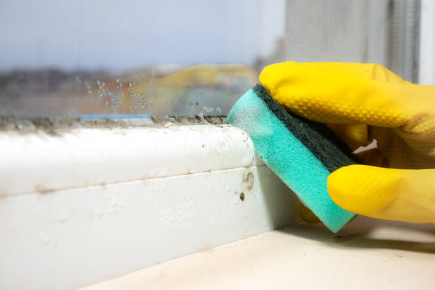 Best Attic Mold Remediation in New California, OH