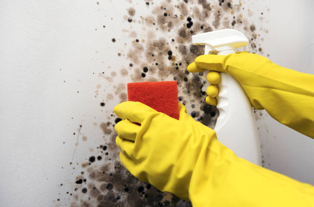 Best Post-Remediation Services in New California, OH